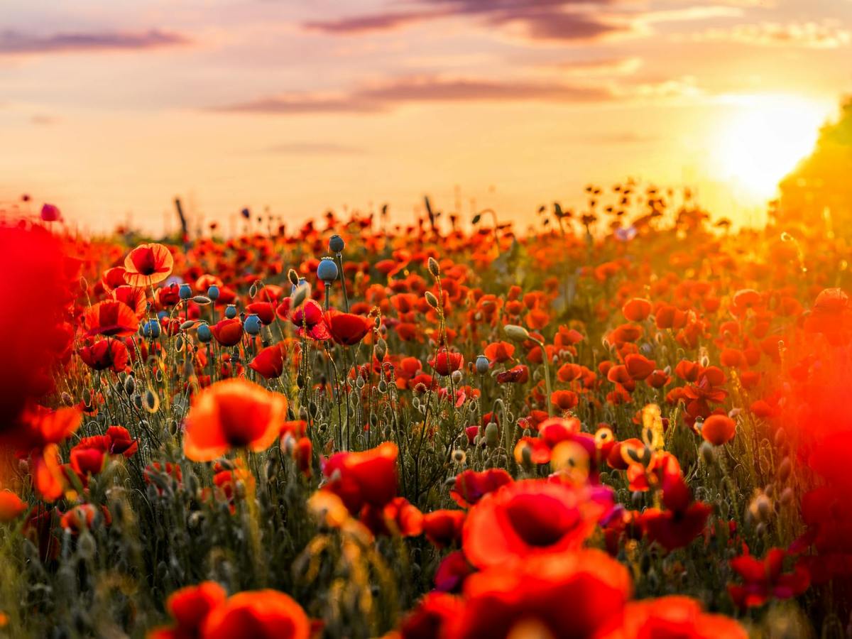 On Peace and Remembrance: The Significance of ANZAC Day